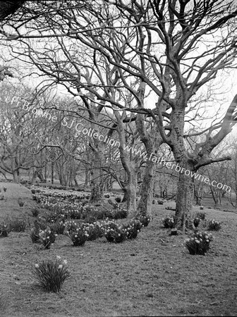 SAND AND DAFFODILS AT HORN HEAD HOUSE